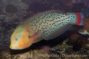 Queen coris wrasse, Coris formosa