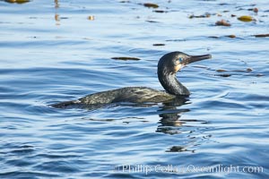 Cormorant.  Monterey