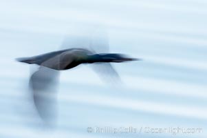 Cormorant in flight, wings blurred by time exposure, Phalacrocorax, La Jolla, California