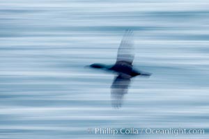 Cormorant in flight, blurred as it speeds over the ocean, Phalacrocorax, La Jolla, California