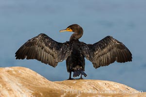 Double-crested cormorant drys its wings in the sun following a morning of foraging in the ocean, La Jolla cliffs, near San Diego, Phalacrocorax auritus