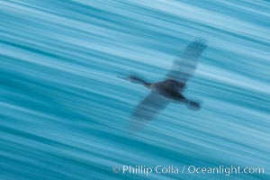Cormorant in flight, wings blurred by time exposure, La Jolla, California