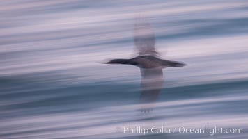 Cormorant in flight, wings blurred by time exposure. La Jolla, California, USA, Phalacrocorax auritus, natural history stock photograph, photo id 30219