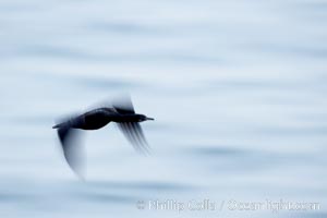 Cormorant in flight, blurred as it speeds over the ocean, Phalacrocorax, La Jolla, California