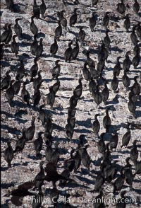 Cormorant colony, Coronado Islands, Mexico, Phalacrocorax, Coronado Islands (Islas Coronado)