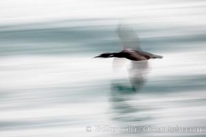 Cormorant in flight, blurred as it speeds over the ocean, Phalacrocorax, La Jolla, California