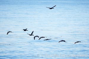 Cormorants flight together over the ocean, Phalacrocorax, La Jolla, California