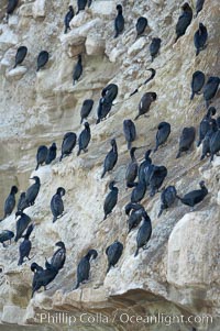 Cormorants rest on sandstone seacliffs above the ocean.  Likely Brandts and double-crested cormorants.