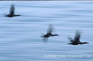 Cormorants in flight