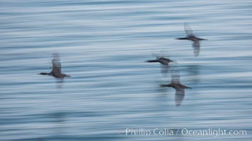 Cormorants in flight, wings blurred by time exposure