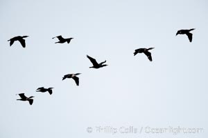 Cormorants flying, Batiquitos Lagoon, Carlsbad, California