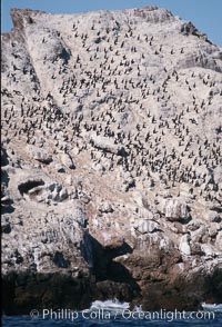 Cormorant colony, Coronado Islands, Mexico, Phalacrocorax, Coronado Islands (Islas Coronado)