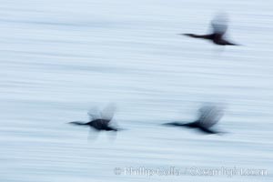 Cormorants in flight, wings blurred by time exposure, Phalacrocorax, La Jolla, California