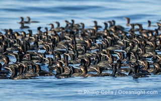 Cormorants Rafting on the Ocean, Sterna maxima, Thalasseus maximus