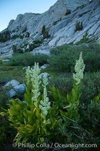 Corn lily blooms near Vogelsang Lake, in shade at sunrise, Veratrum californicum, Yosemite National Park, California