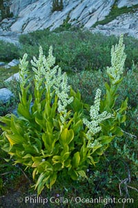 Corn lily blooms near Vogelsang Lake, in shade at sunrise, Veratrum californicum, Yosemite National Park, California