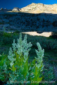 Corn lily blooms near Vogelsang Lake, in shade at sunrise, Veratrum californicum, Yosemite National Park, California