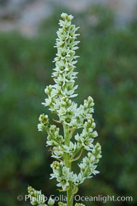 Corn lily blooms near Vogelsang Lake, in shade at sunrise, Veratrum californicum, Yosemite National Park, California