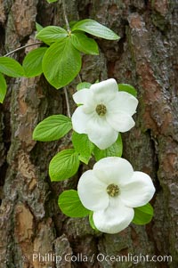 Mountain dogwood, or Pacific dogwood, Yosemite Valley, Cornus nuttallii, Yosemite National Park, California