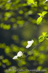 Mountain dogwood, or Pacific dogwood, Yosemite Valley, Cornus nuttallii, Yosemite National Park, California