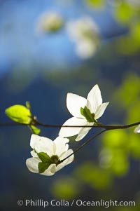 Mountain dogwood, or Pacific dogwood, Yosemite Valley, Cornus nuttallii, Yosemite National Park, California