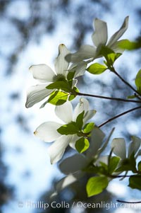 Mountain dogwood, or Pacific dogwood, Yosemite Valley, Cornus nuttallii, Yosemite National Park, California