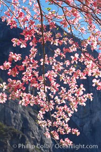 Mountain dogwood, or Pacific dogwood, Yosemite Valley, Cornus nuttallii, Yosemite National Park, California