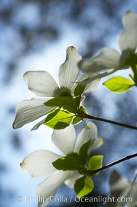 Mountain dogwood, or Pacific dogwood, Yosemite Valley, Cornus nuttallii, Yosemite National Park, California