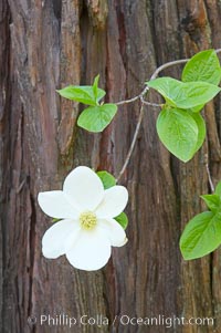 Mountain dogwood, or Pacific dogwood, Yosemite Valley, Cornus nuttallii, Yosemite National Park, California