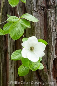 Mountain dogwood, or Pacific dogwood, Yosemite Valley, Cornus nuttallii, Yosemite National Park, California