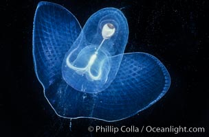 The sea butterfly (Carolla calceola) is also known as a pteropod (wing foot). It is a truly planktonic opisthobranch that, since it is a bit negatively bouyant, must swim with its single pair of wings. Open ocean, California/Mexico.