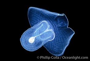 Pelagic opisthobranch or pteropod (wing foot), open ocean, Corolla calceola, San Diego, California