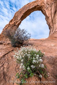 Corona Arch, Moab. Utah, USA, natural history stock photograph, photo id 37870
