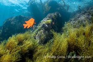 Coronado Islands Underwater Reefscape, various algae on rocky reef, Coronado Islands (Islas Coronado)