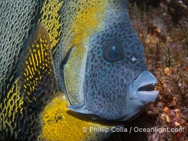 Cortez Angelfish, Pomacanthus zonipectus, Isla Angel de la Guarda, Sea of Cortez, Mexico, Pomacanthus zonipectus