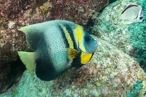 Cortez Angelfish, Pomacanthus zonipectus, Sea of Cortez, Mexico, Pomacanthus zonipectus, Isla San Francisquito, Baja California