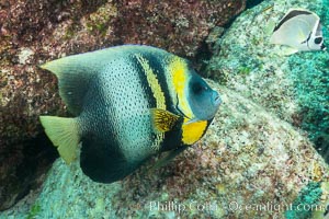 Cortez Angelfish, Pomacanthus zonipectus, Sea of Cortez, Mexico, Isla San Francisquito, Baja California