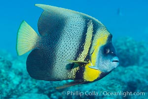 Cortez Angelfish, Pomacanthus zonipectus, Sea of Cortez, Mexico, Pomacanthus zonipectus, Punta Alta, Baja California