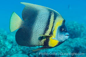 Cortez Angelfish, Pomacanthus zonipectus, Sea of Cortez, Mexico, Punta Alta, Baja California