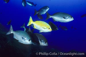 Cortez chubb including golden phase, Kyphosus elegans, Guadalupe Island (Isla Guadalupe)