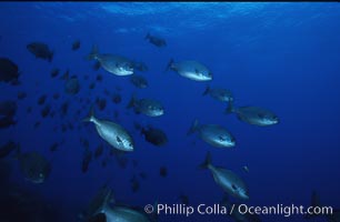 Cortez chubb, Kyphosus elegans, Guadalupe Island (Isla Guadalupe)