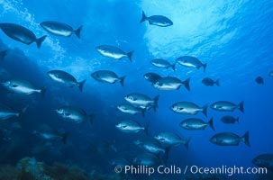 Cortez chubb, Kyphosus elegans, Guadalupe Island (Isla Guadalupe)