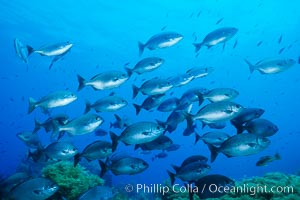 Cortez chubb, Kyphosus elegans, Guadalupe Island (Isla Guadalupe)