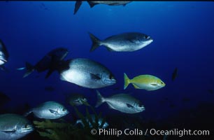 Cortez chubb including golden phase, Kyphosus elegans, Guadalupe Island (Isla Guadalupe)