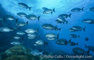 Cortez chubb, Kyphosus elegans, Guadalupe Island (Isla Guadalupe)