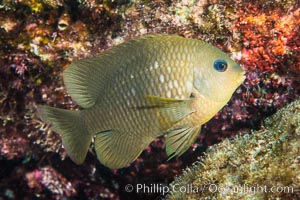 Cortez damselfish, Segastes rectifaenum, Sea of Cortez, Mexico, Isla San Diego, Baja California