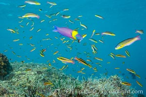 Cortez rainbow wrasse schooling over reef in mating display