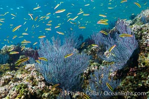 Cortez rainbow wrasse schooling over reef in mating display, La Reina, Baja California, Mexico