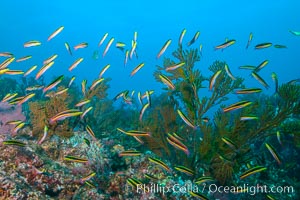 Cortez rainbow wrasse schooling over reef in mating display