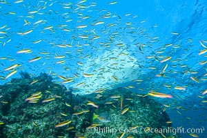 Cortez rainbow wrasse schooling over reef in mating display, Los Islotes, Baja California, Mexico